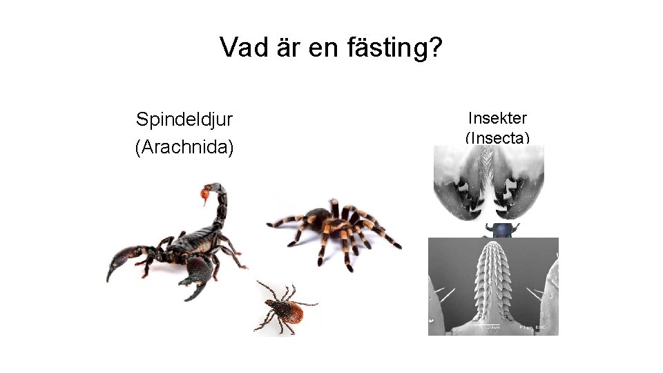 Vad är en fästing? Spindeldjur (Arachnida) Insekter (Insecta) 