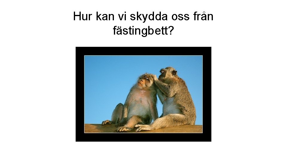 Hur kan vi skydda oss från fästingbett? 