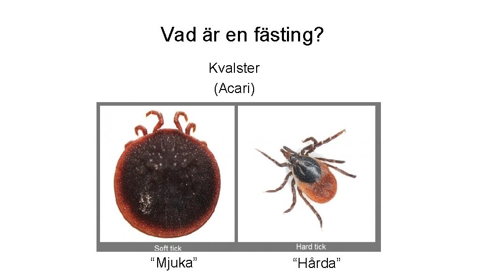 Vad är en fästing? Kvalster (Acari) “Mjuka” “Hårda” 