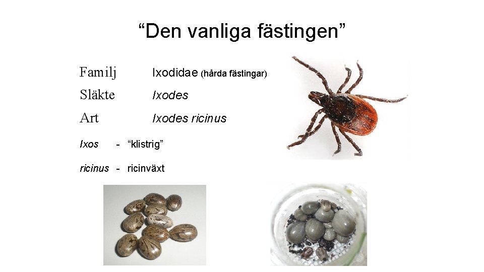 “Den vanliga fästingen” Familj Ixodidae (hårda fästingar) Släkte Ixodes Art Ixodes ricinus Ixos -