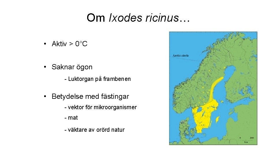 Om Ixodes ricinus… • Aktiv > 0°C • Saknar ögon - Luktorgan på frambenen