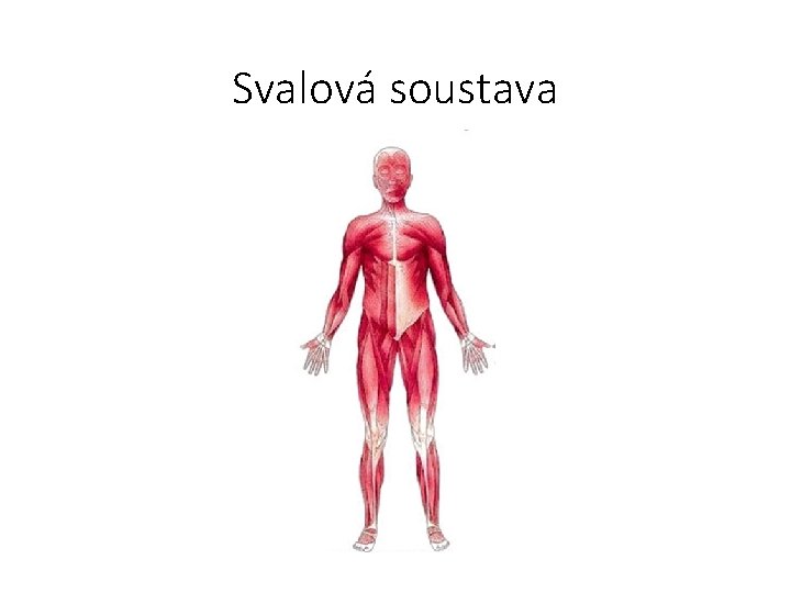 Svalová soustava 