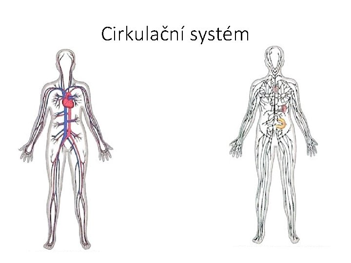 Cirkulační systém 