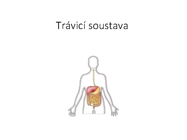 Trávicí soustava 