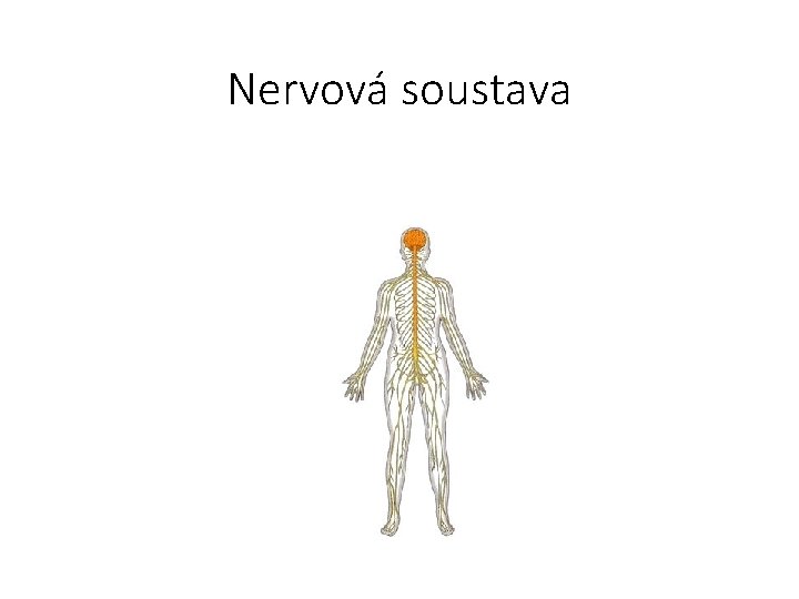 Nervová soustava 