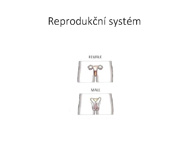 Reprodukční systém 