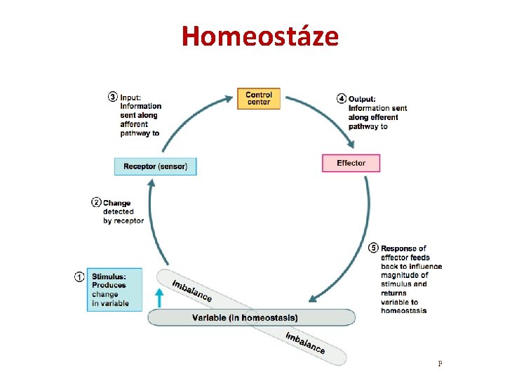 Homeostáze 