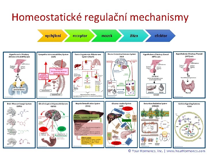 Homeostatické regulační mechanismy vychýlení receptor mozek žláza efektor 