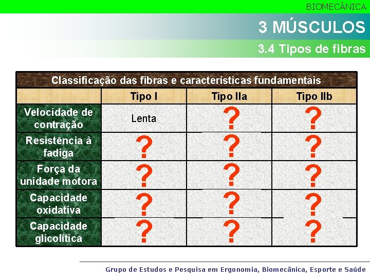 BIOMEC NICA 3 MÚSCULOS 3. 4 Tipos de fibras Classificação das fibras e características