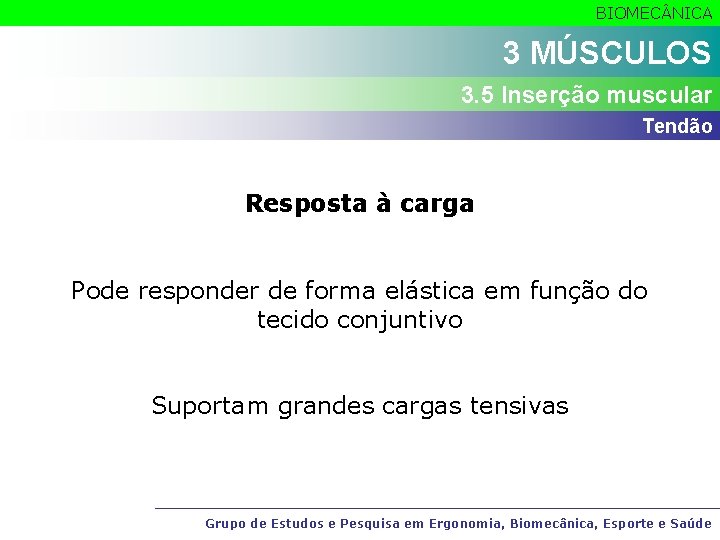 BIOMEC NICA 3 MÚSCULOS 3. 5 Inserção muscular Tendão Resposta à carga Pode responder