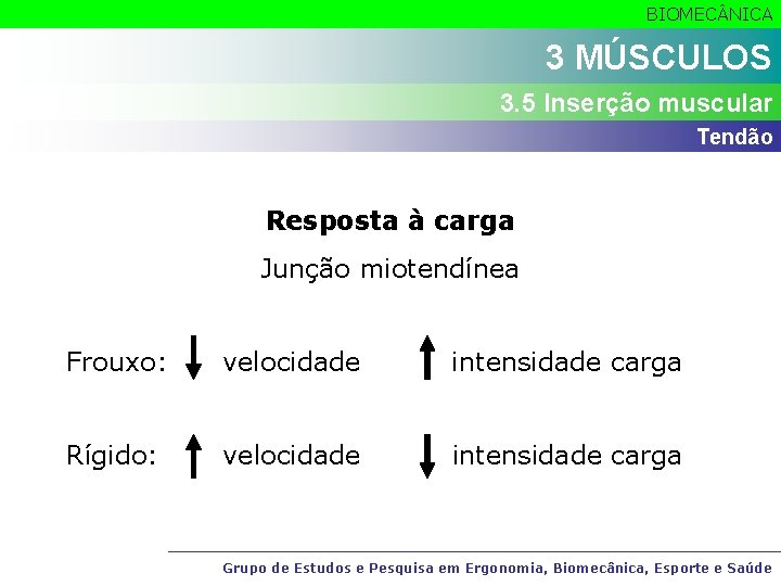 BIOMEC NICA 3 MÚSCULOS 3. 5 Inserção muscular Tendão Resposta à carga Junção miotendínea