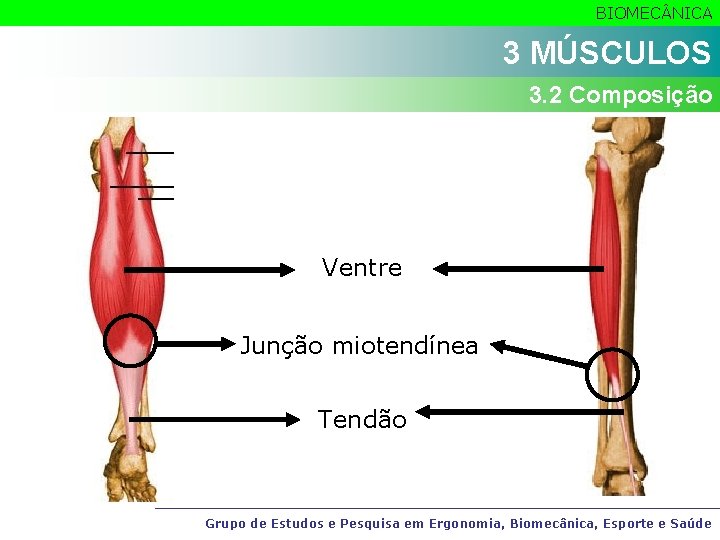 BIOMEC NICA 3 MÚSCULOS 3. 2 Composição Ventre Junção miotendínea Tendão Grupo de Estudos