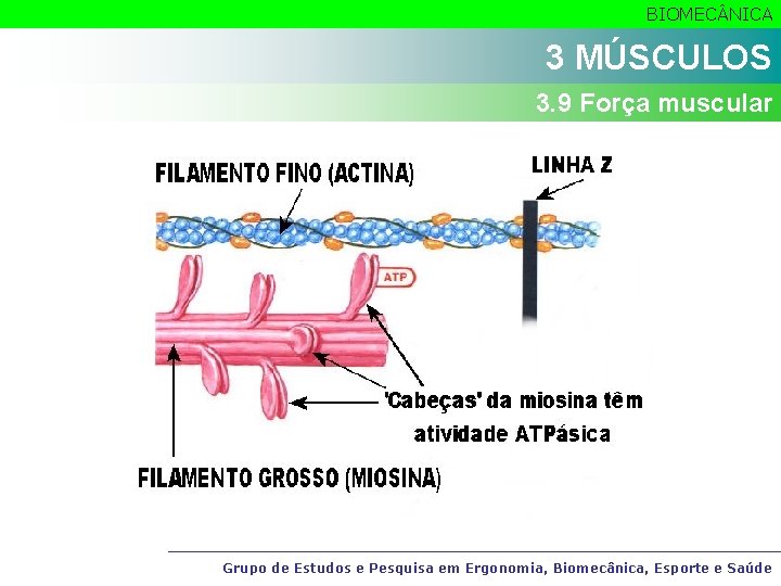 BIOMEC NICA 3 MÚSCULOS 3. 9 Força muscular Grupo de Estudos e Pesquisa em