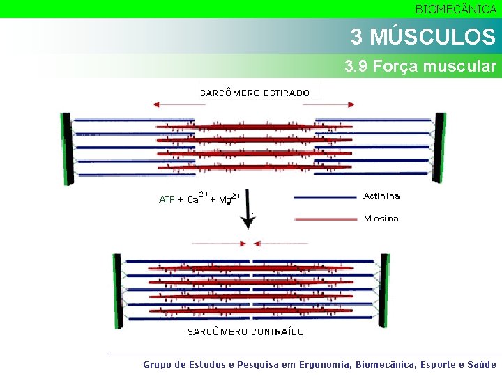 BIOMEC NICA 3 MÚSCULOS 3. 9 Força muscular Grupo de Estudos e Pesquisa em