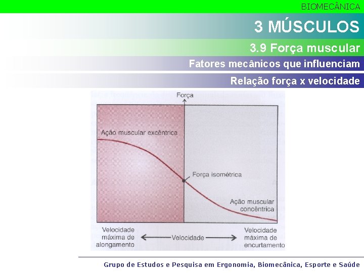 BIOMEC NICA 3 MÚSCULOS 3. 9 Força muscular Fatores mecânicos que influenciam Relação força