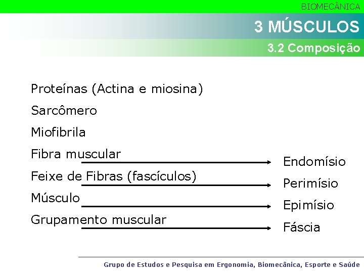 BIOMEC NICA 3 MÚSCULOS 3. 2 Composição Proteínas (Actina e miosina) Sarcômero Miofibrila Fibra