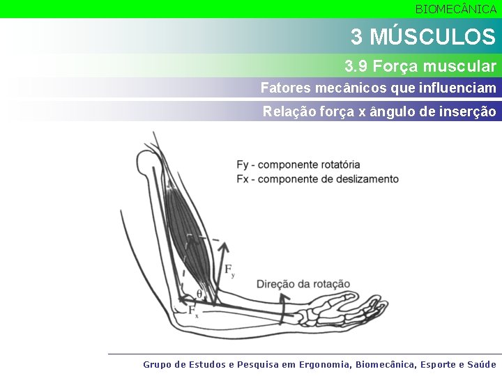 BIOMEC NICA 3 MÚSCULOS 3. 9 Força muscular Fatores mecânicos que influenciam Relação força