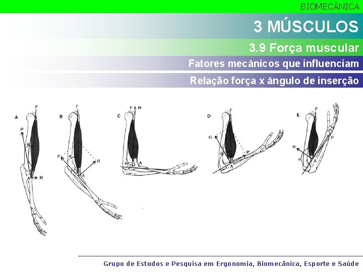 BIOMEC NICA 3 MÚSCULOS 3. 9 Força muscular Fatores mecânicos que influenciam Relação força