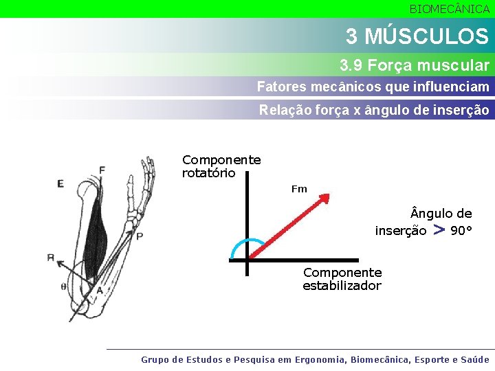 BIOMEC NICA 3 MÚSCULOS 3. 9 Força muscular Fatores mecânicos que influenciam Relação força