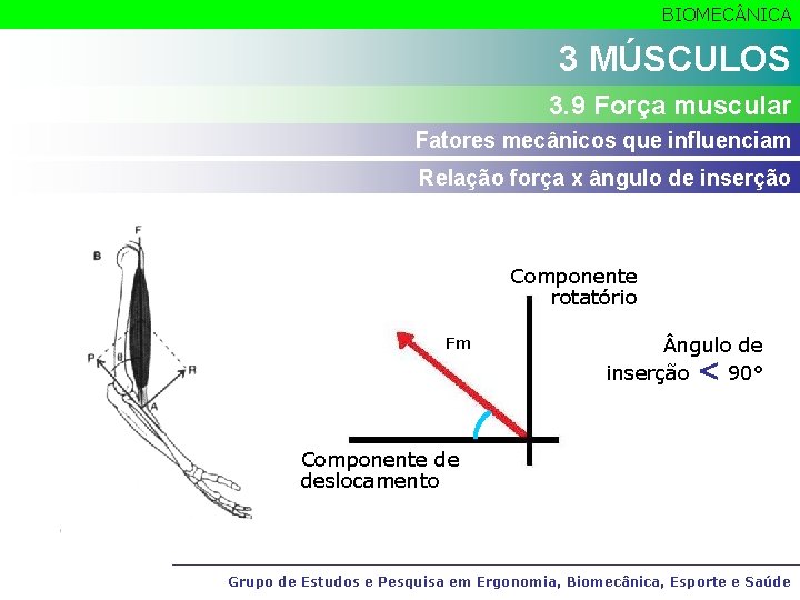 BIOMEC NICA 3 MÚSCULOS 3. 9 Força muscular Fatores mecânicos que influenciam Relação força