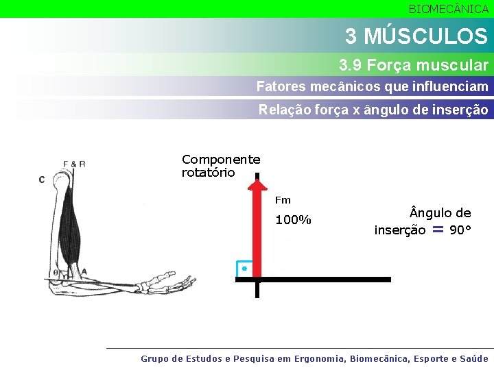 BIOMEC NICA 3 MÚSCULOS 3. 9 Força muscular Fatores mecânicos que influenciam Relação força