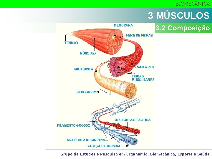 BIOMEC NICA 3 MÚSCULOS 3. 2 Composição Grupo de Estudos e Pesquisa em Ergonomia,