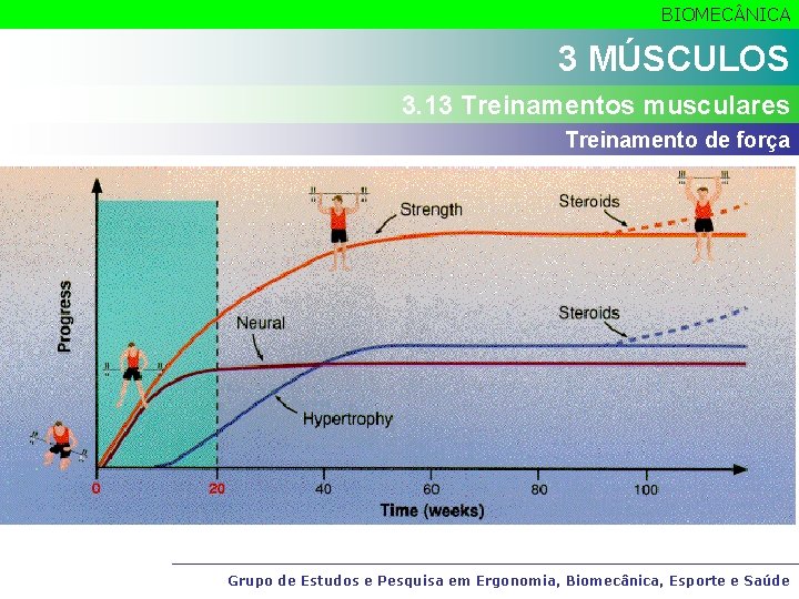 BIOMEC NICA 3 MÚSCULOS 3. 13 Treinamentos musculares Treinamento de força Grupo de Estudos