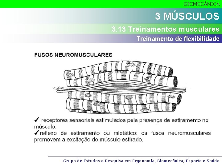 BIOMEC NICA 3 MÚSCULOS 3. 13 Treinamentos musculares Treinamento de flexibilidade Grupo de Estudos