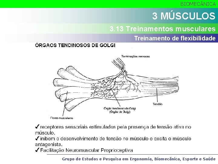 BIOMEC NICA 3 MÚSCULOS 3. 13 Treinamentos musculares Treinamento de flexibilidade Grupo de Estudos