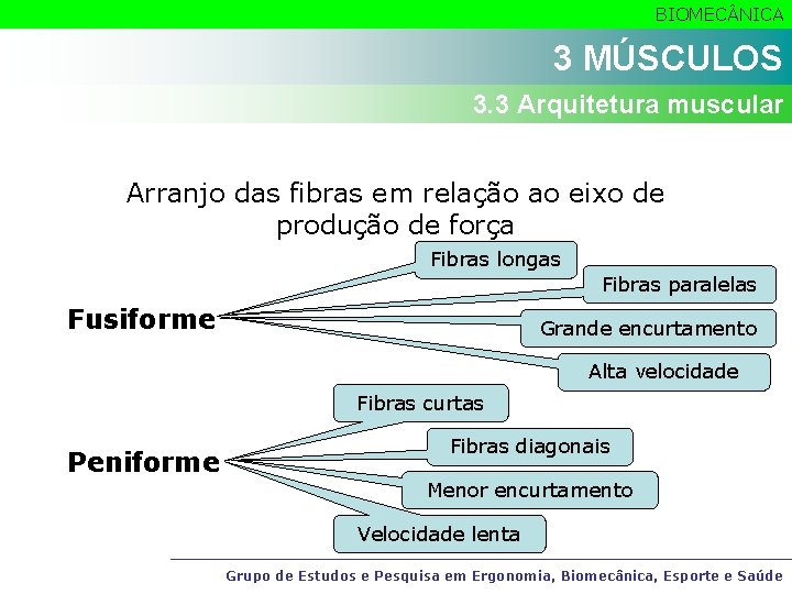 BIOMEC NICA 3 MÚSCULOS 3. 3 Arquitetura muscular Arranjo das fibras em relação ao