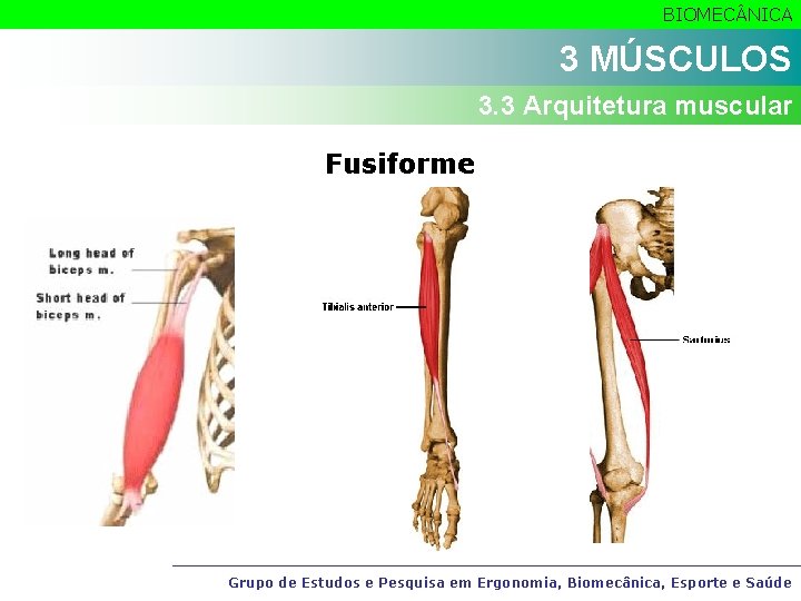 BIOMEC NICA 3 MÚSCULOS 3. 3 Arquitetura muscular Fusiforme Grupo de Estudos e Pesquisa