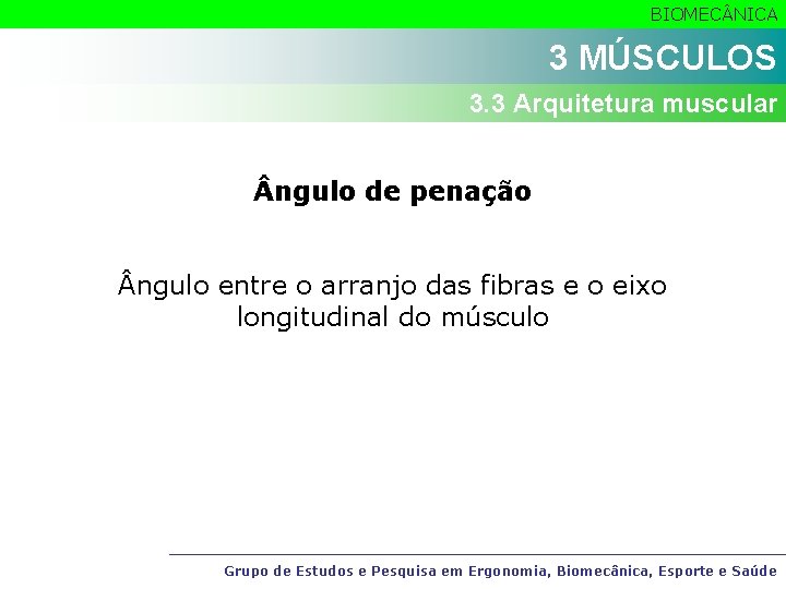 BIOMEC NICA 3 MÚSCULOS 3. 3 Arquitetura muscular ngulo de penação ngulo entre o