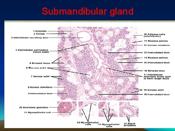 Submandibular gland 