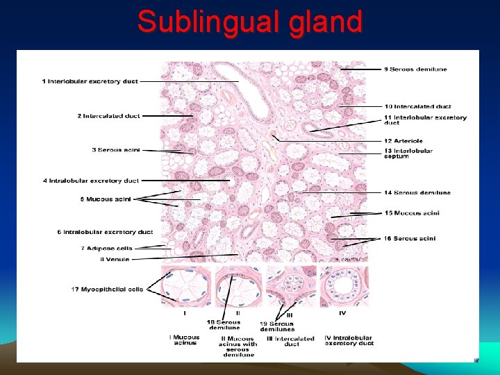 Sublingual gland 