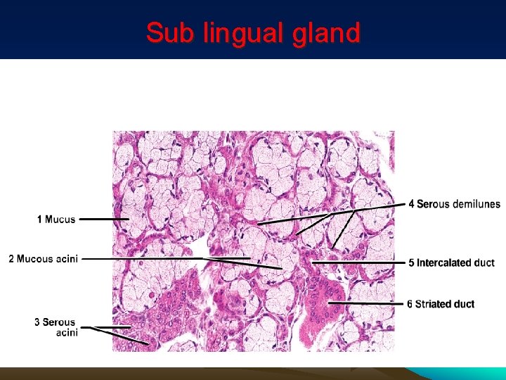 Sub lingual gland 