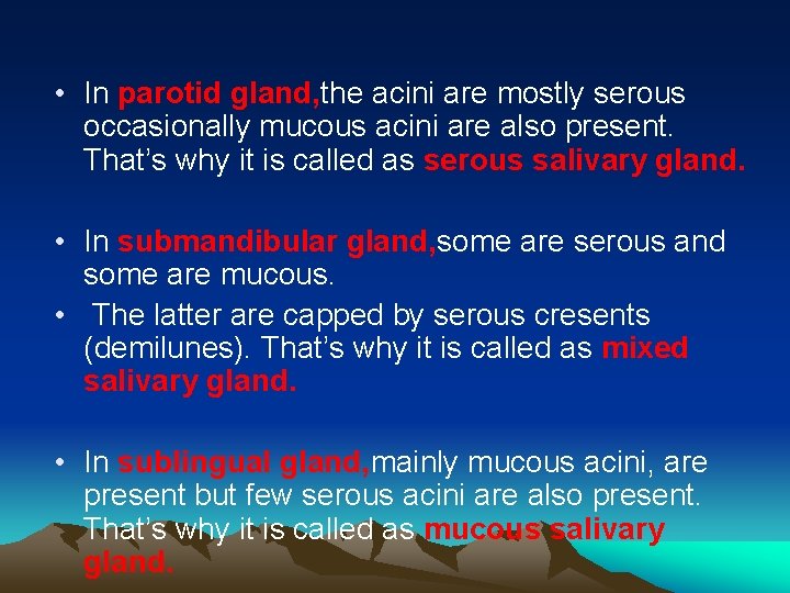  • In parotid gland, the acini are mostly serous occasionally mucous acini are