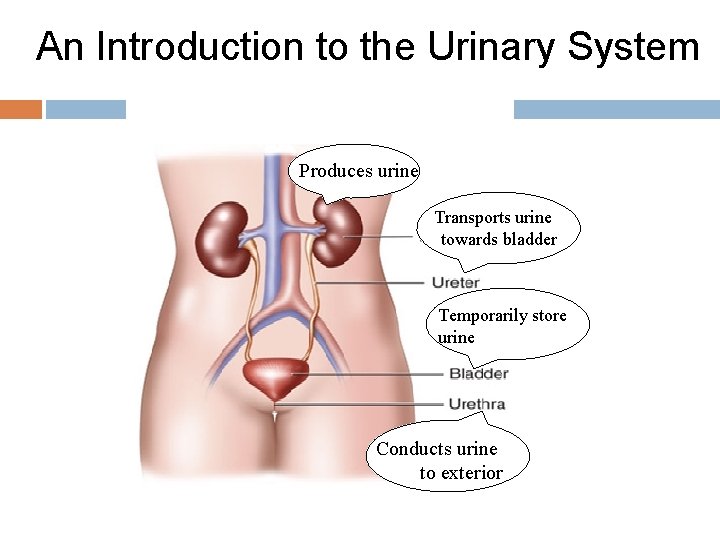 An Introduction to the Urinary System Produces urine Transports urine towards bladder Temporarily store