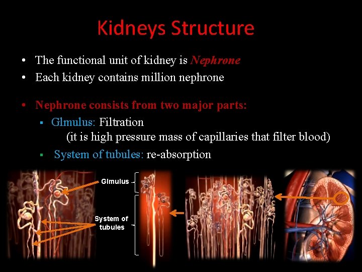 Kidneys Structure • The functional unit of kidney is Nephrone • Each kidney contains