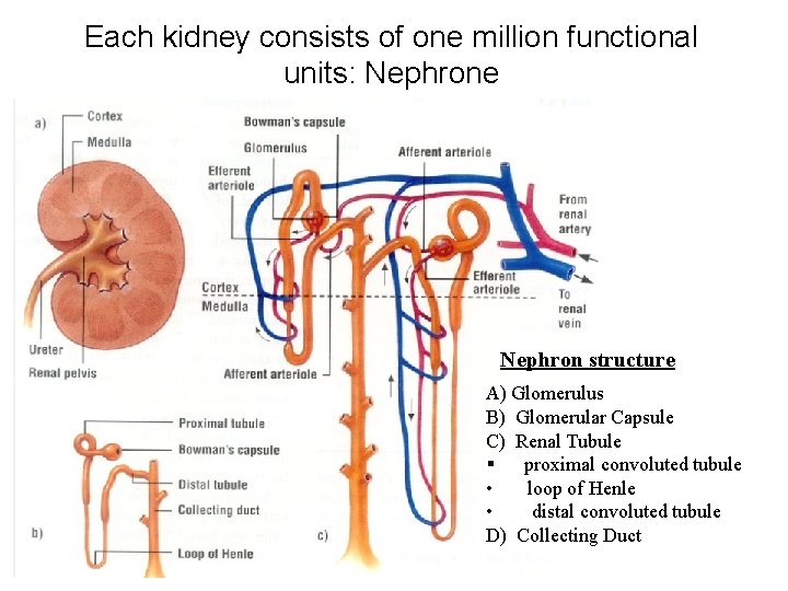 Each kidney consists of one million functional units: Nephrone Nephron structure A) Glomerulus B)