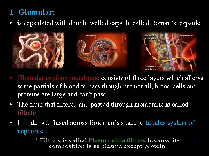 1 - Glumular: • is capsulated with double walled capsule called Boman’s capsule •