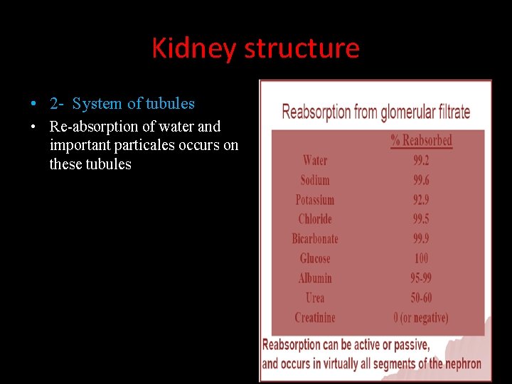 Kidney structure • 2 - System of tubules • Re-absorption of water and important