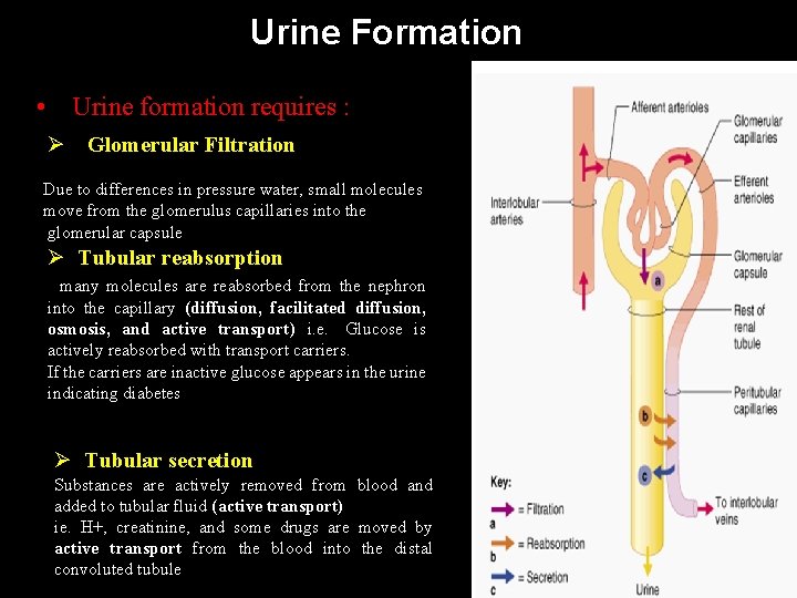 Urine Formation • Urine formation requires : Ø Glomerular Filtration Due to differences in
