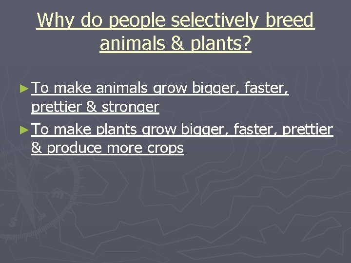 Why do people selectively breed animals & plants? ► To make animals grow bigger,