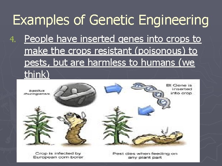 Examples of Genetic Engineering 4. People have inserted genes into crops to make the