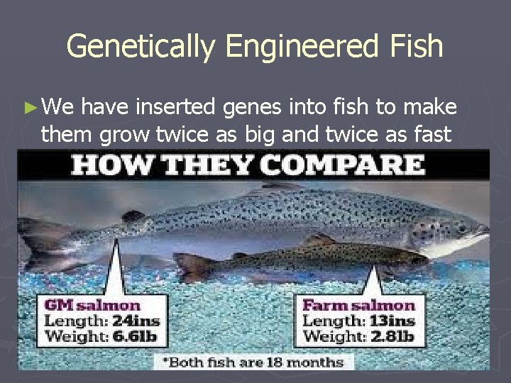 Genetically Engineered Fish ► We have inserted genes into fish to make them grow