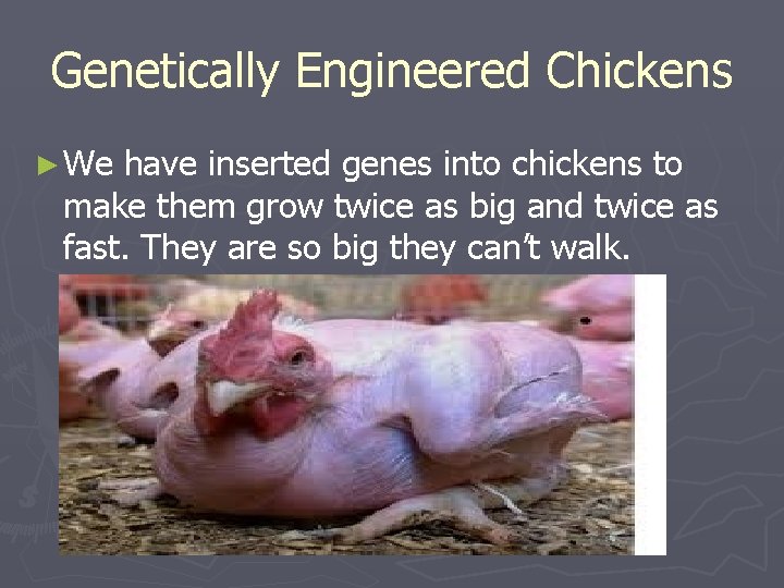 Genetically Engineered Chickens ► We have inserted genes into chickens to make them grow Genetically Engineered Chickens ► We have inserted genes into chickens to make them grow