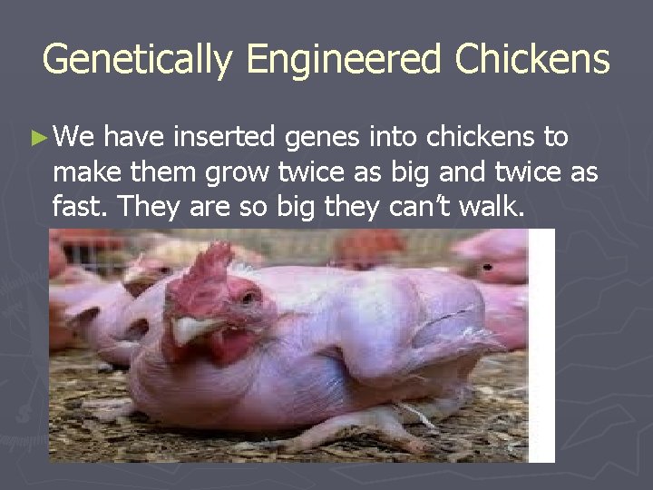 Genetically Engineered Chickens ► We have inserted genes into chickens to make them grow