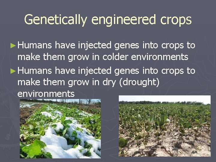 Genetically engineered crops ► Humans have injected genes into crops to make them grow