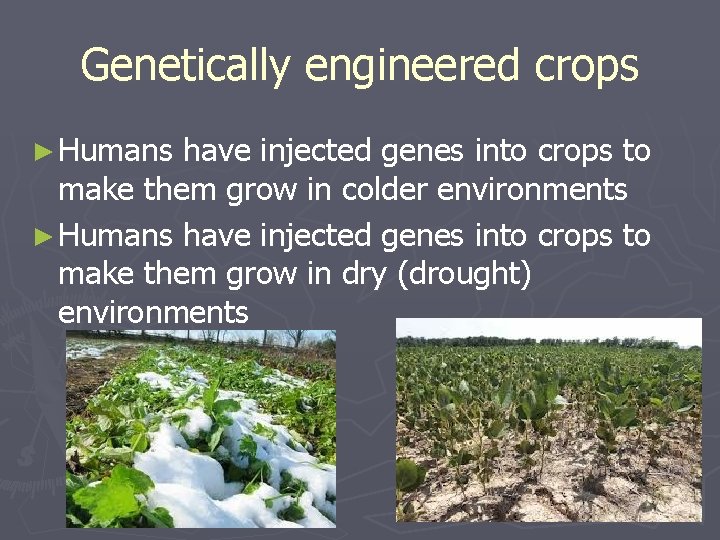 Genetically engineered crops ► Humans have injected genes into crops to make them grow Genetically engineered crops ► Humans have injected genes into crops to make them grow