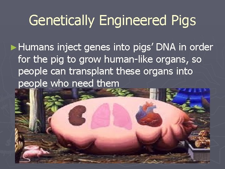 Genetically Engineered Pigs ► Humans inject genes into pigs’ DNA in order for the Genetically Engineered Pigs ► Humans inject genes into pigs’ DNA in order for the
